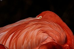 Flamingo-001.jpg
