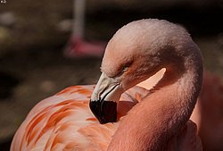 Flamingo-002.jpg