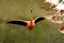Flamingo-004.jpg
