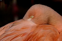 Flamingo-005.jpg