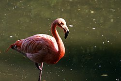 Flamingo-007.jpg