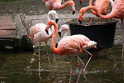 Flamingo-008.jpg