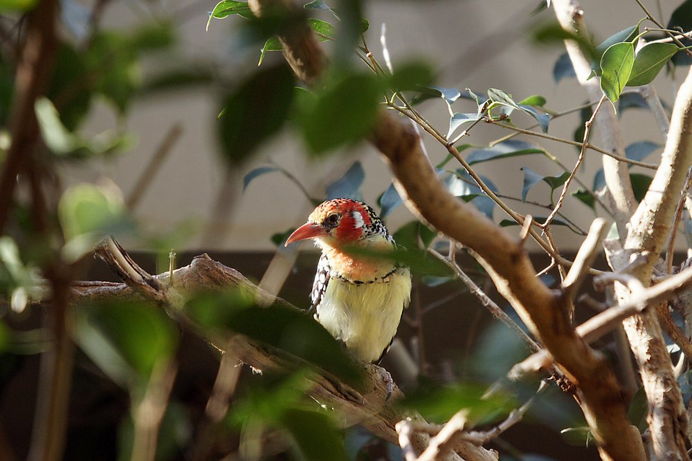 Flammenkopfbartvogel-01.jpg