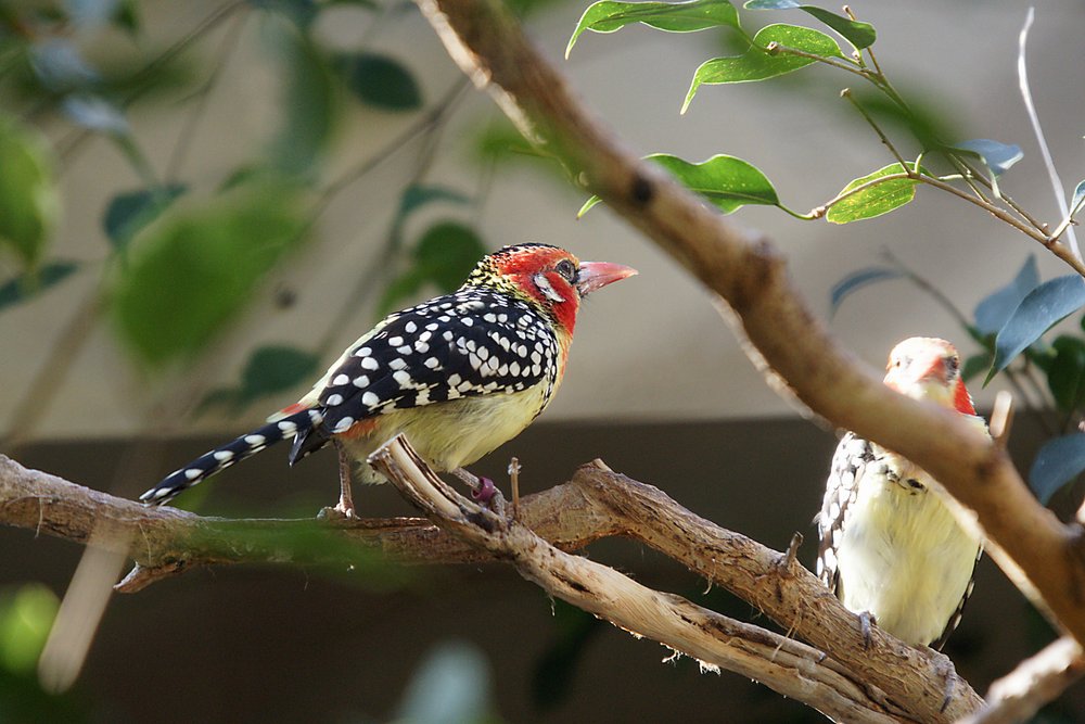 Flammenkopfbartvogel-02.jpg