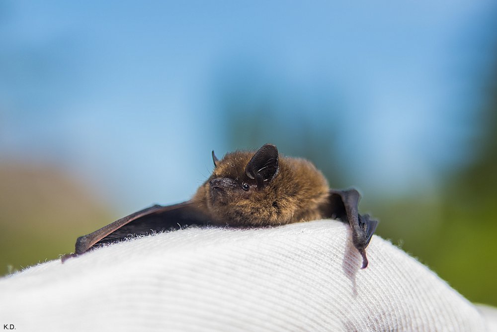 Fledermaus-01.jpg