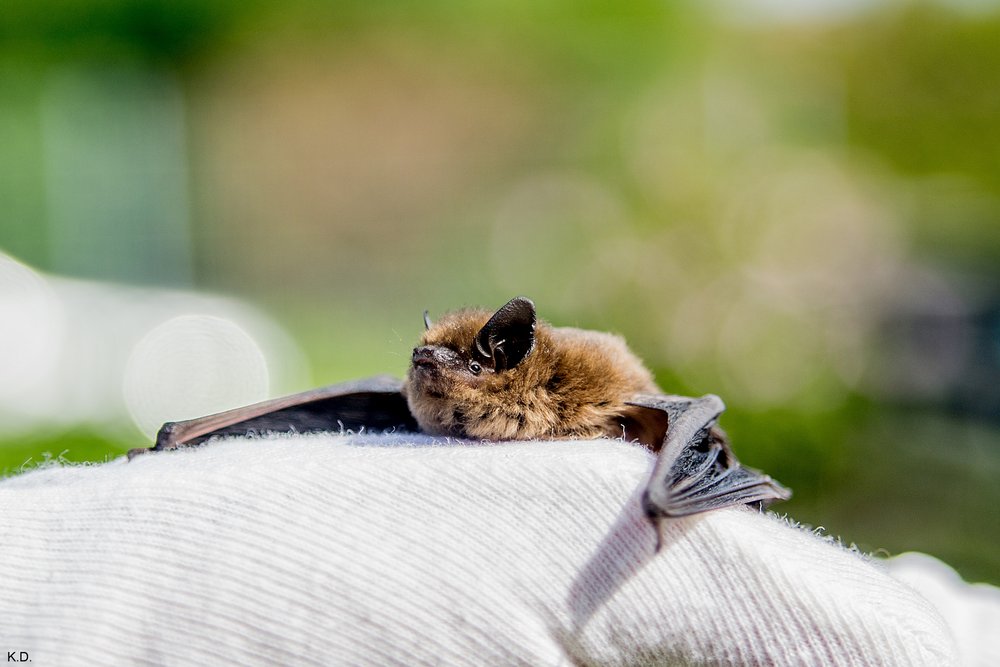 Fledermaus-02.jpg