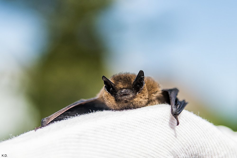 Fledermaus-04.jpg