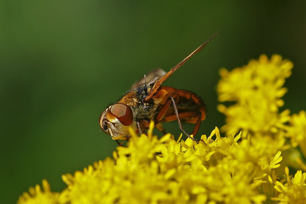 Fliege-000.jpg