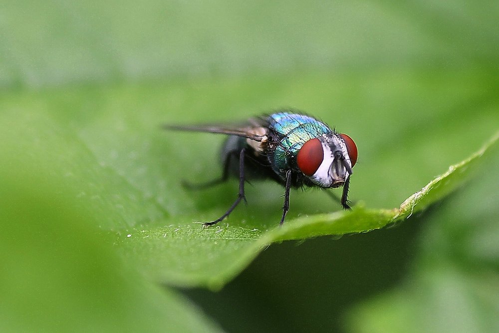 Fliege-000a.jpg