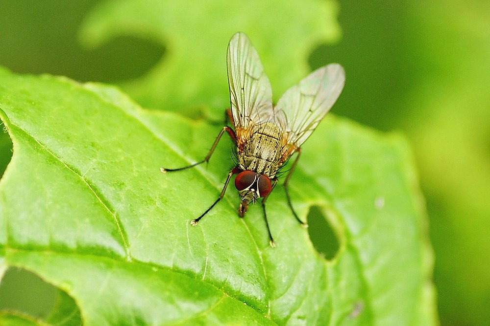Fliege-000b.jpg