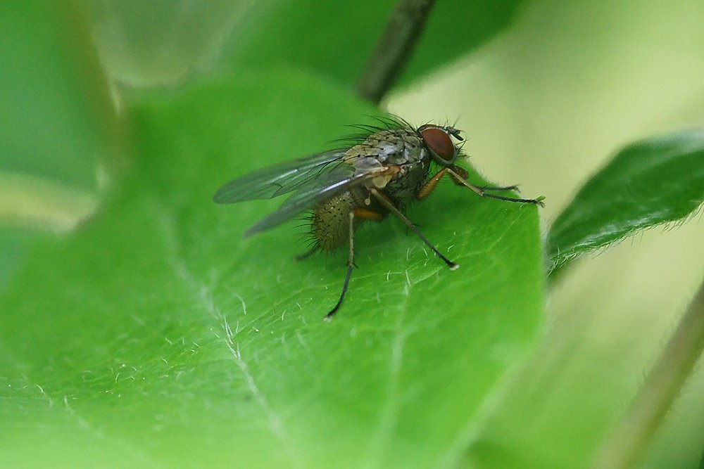 Fliege-001.JPG