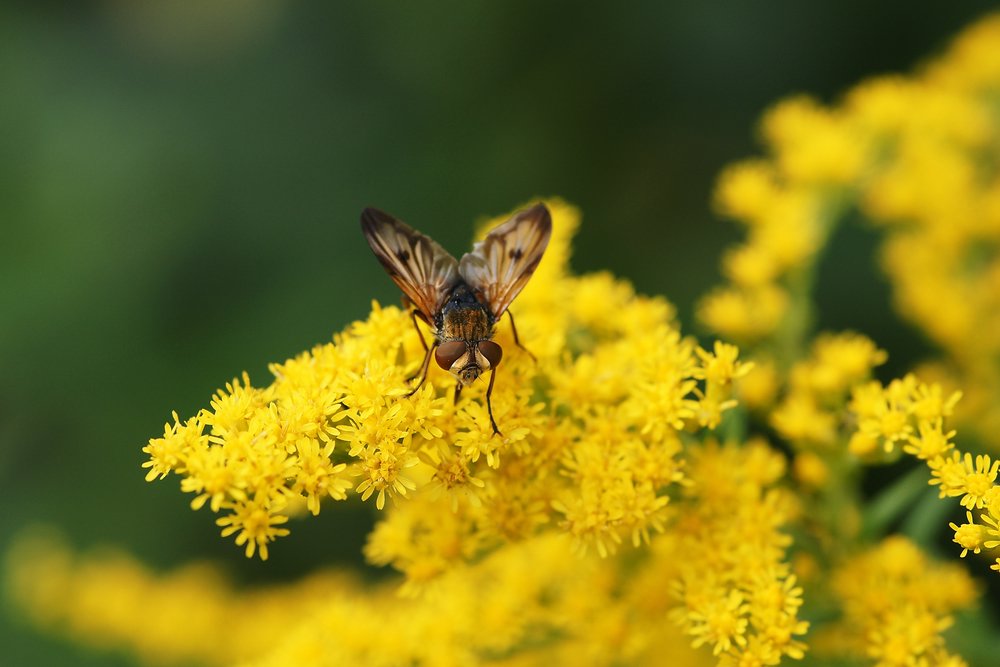 Fliege-002a.jpg