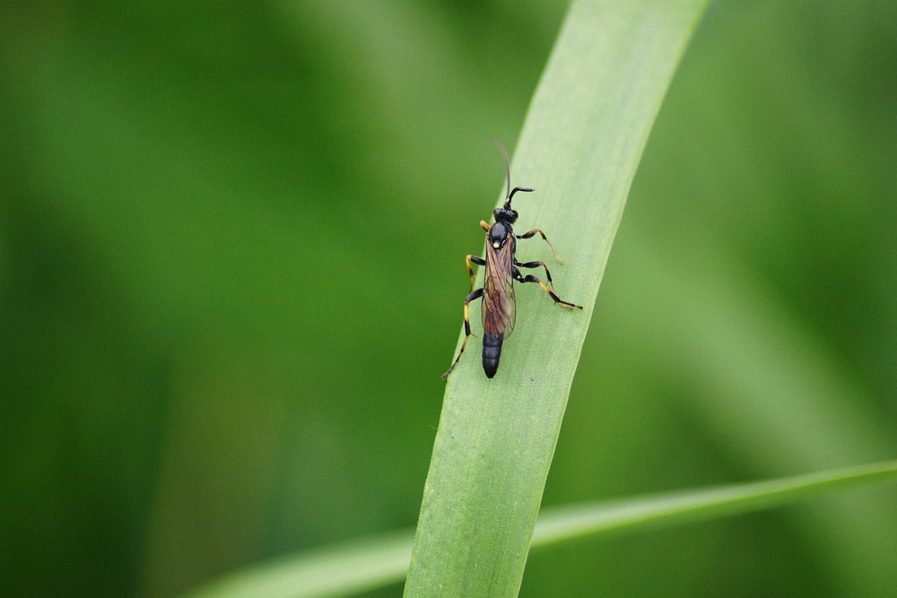 Fliege-006.JPG