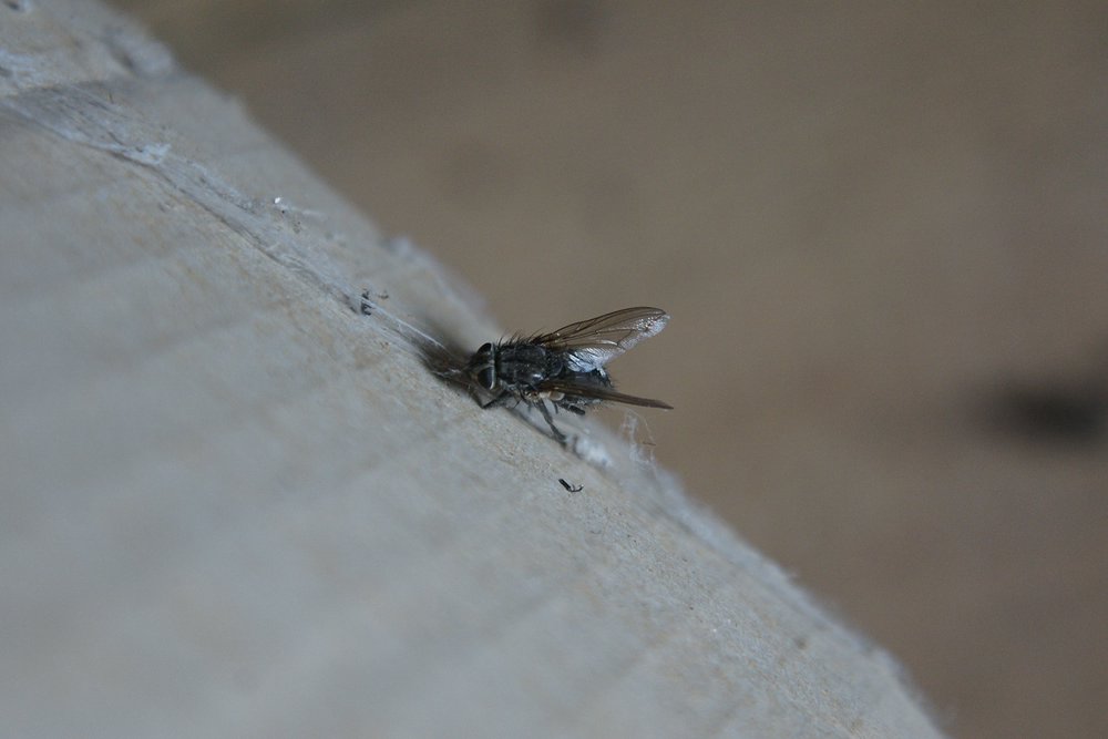 Fliege-008.jpg