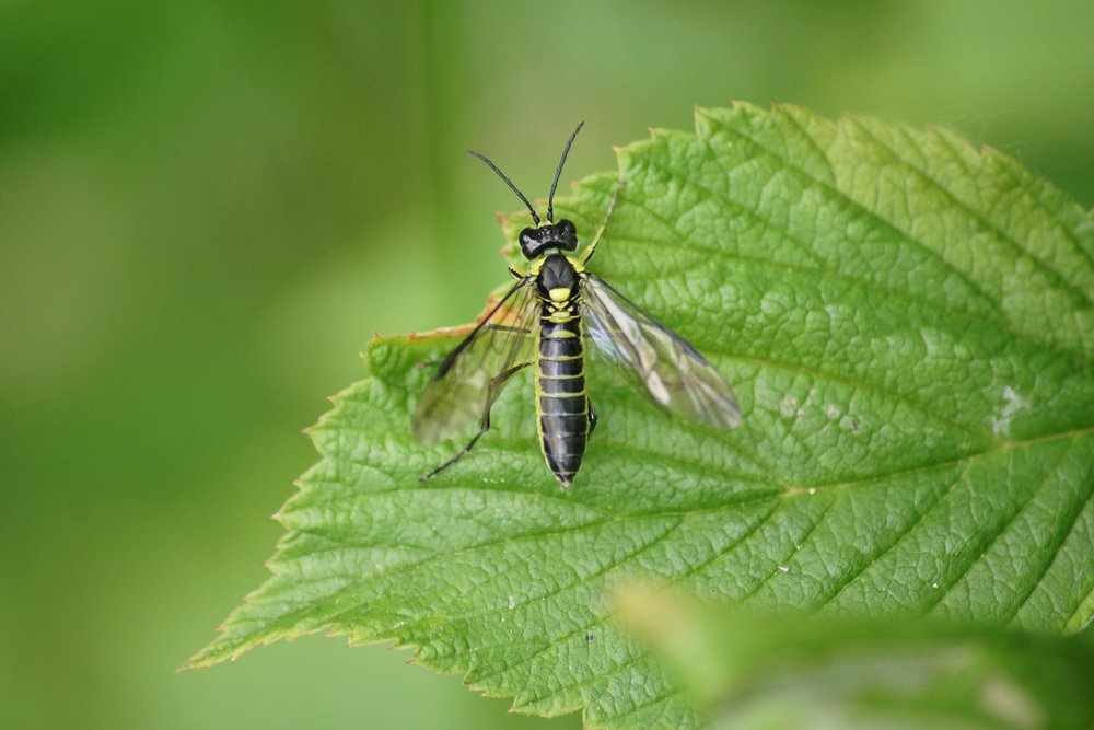 Fliege-010.JPG