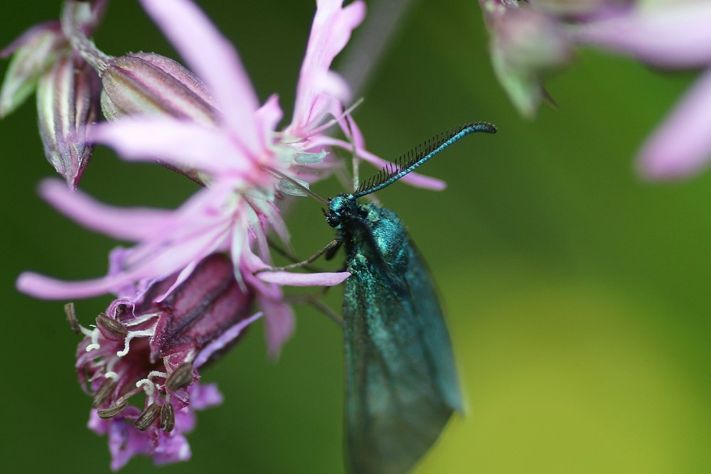 Fliege-011.JPG