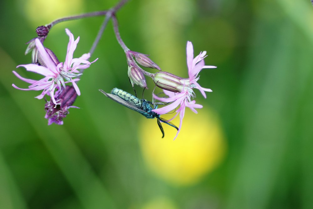 Fliege-012.JPG