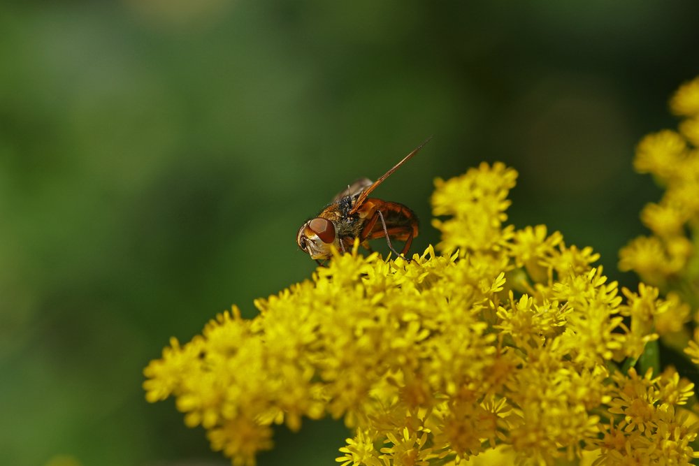 Fliege-014.jpg