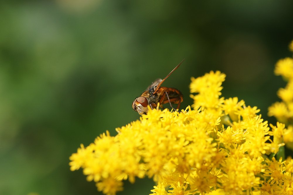 Fliege-016.jpg
