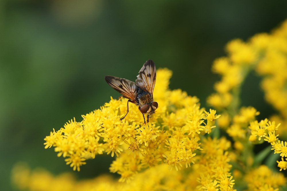 Fliege-017.JPG