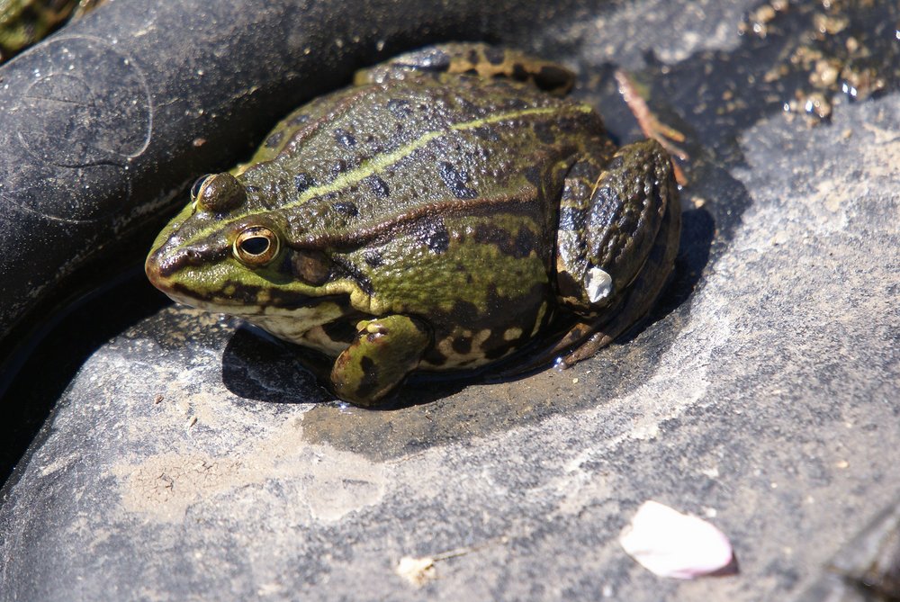Frosch-001.JPG