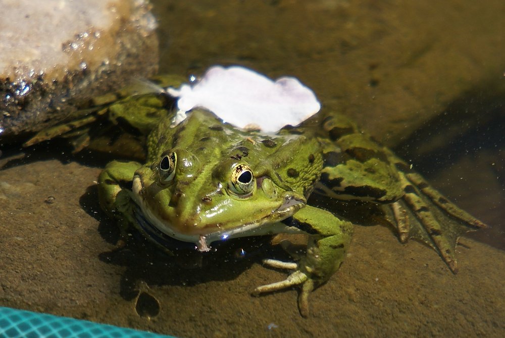 Frosch-002.JPG
