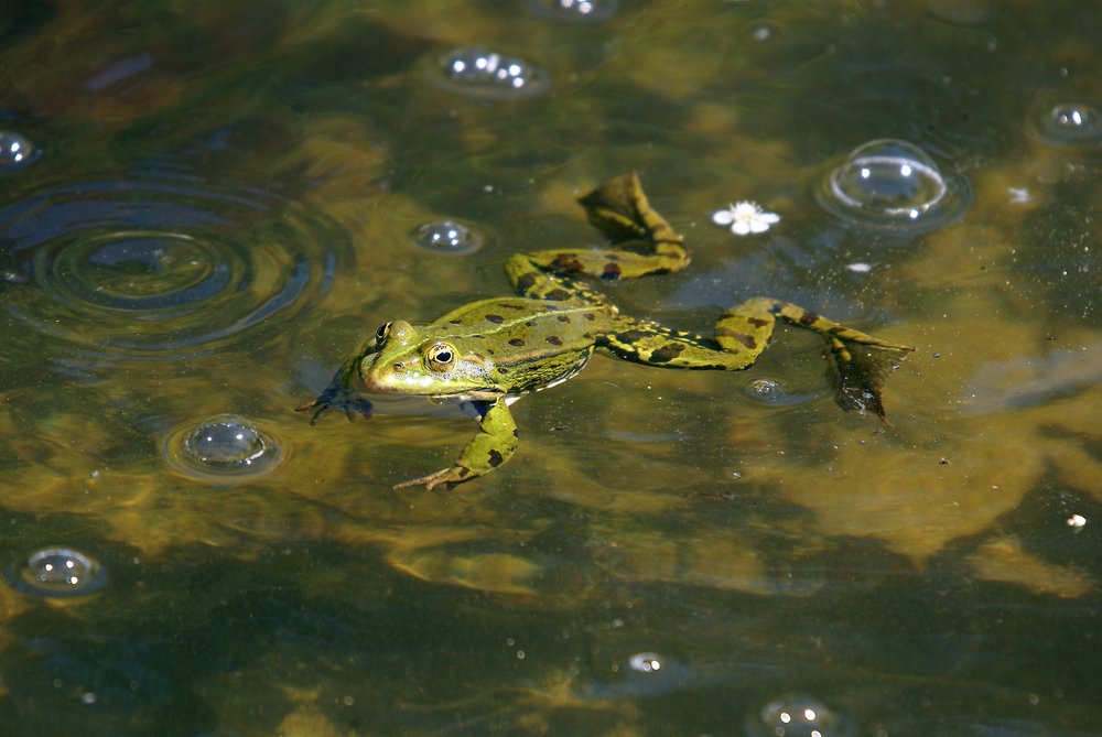 Frosch-003.JPG