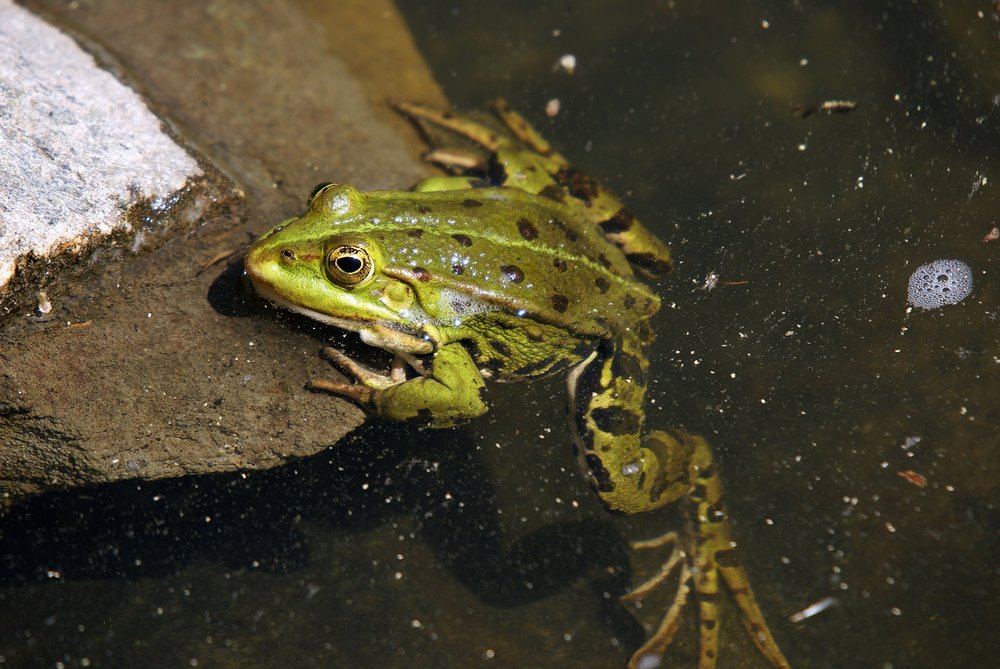 Frosch-004.JPG