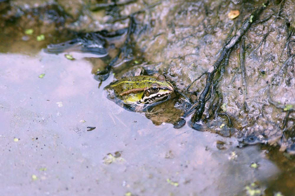 Frosch-007.jpg