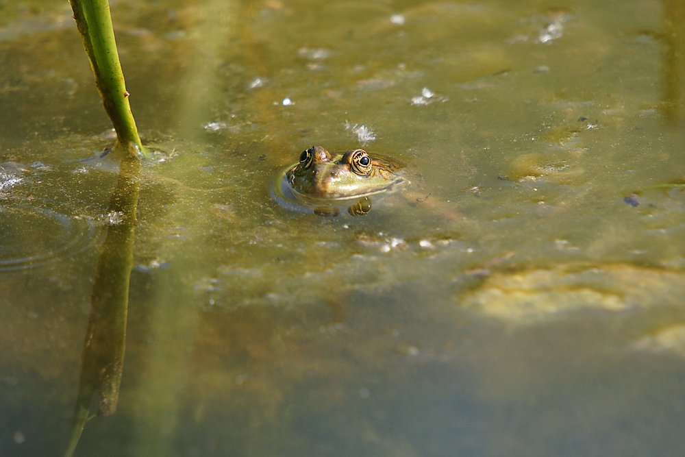 Frosch-008.jpg