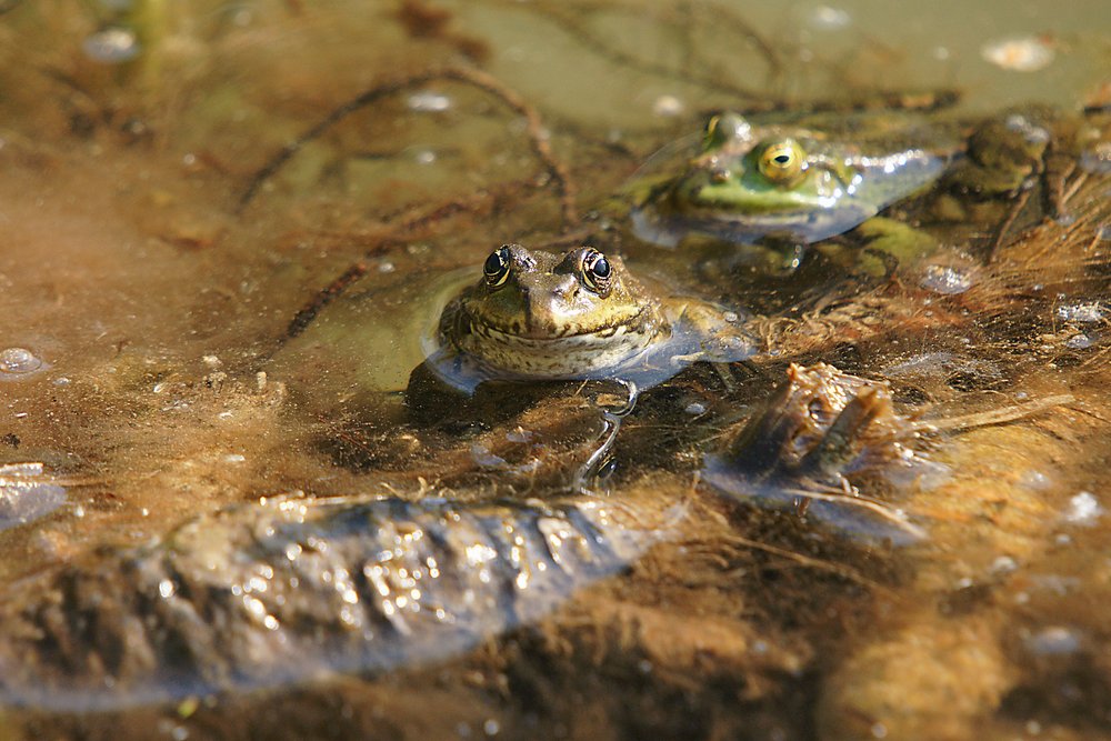 Frosch-009.jpg