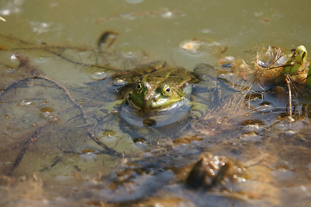 Frosch-010.jpg