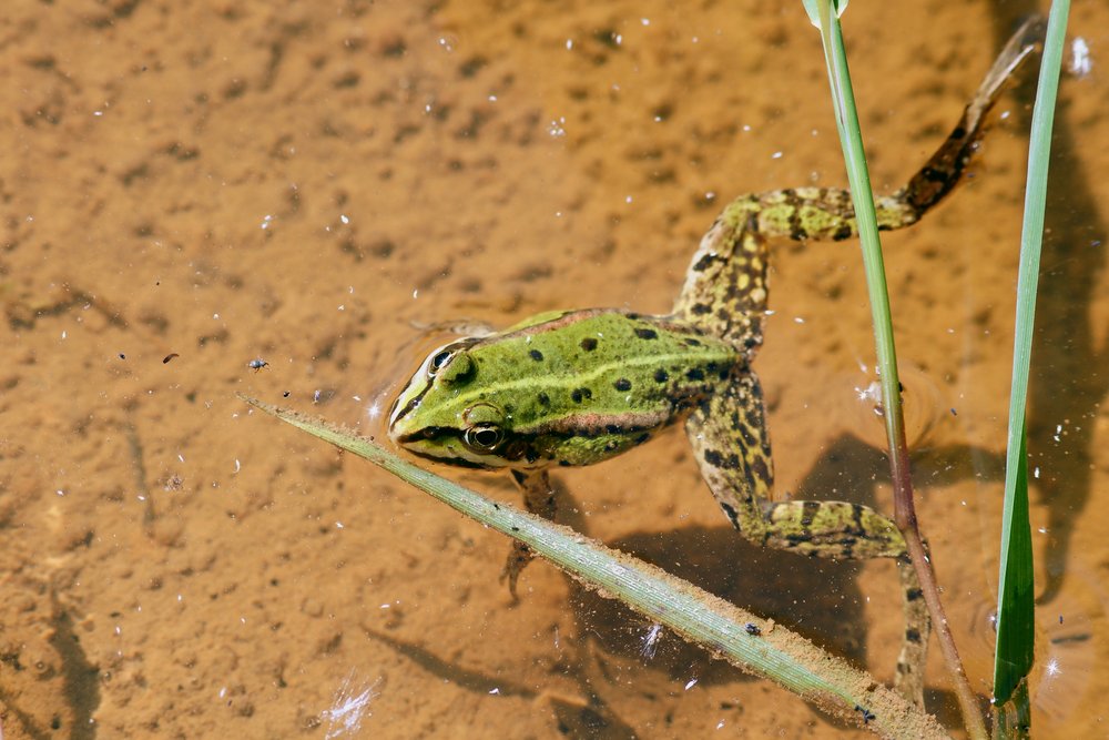 Frosch-011.jpg