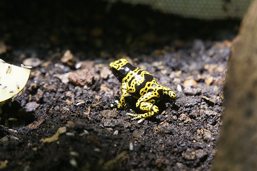 Gebaenderter-Baumsteiger-02.jpg