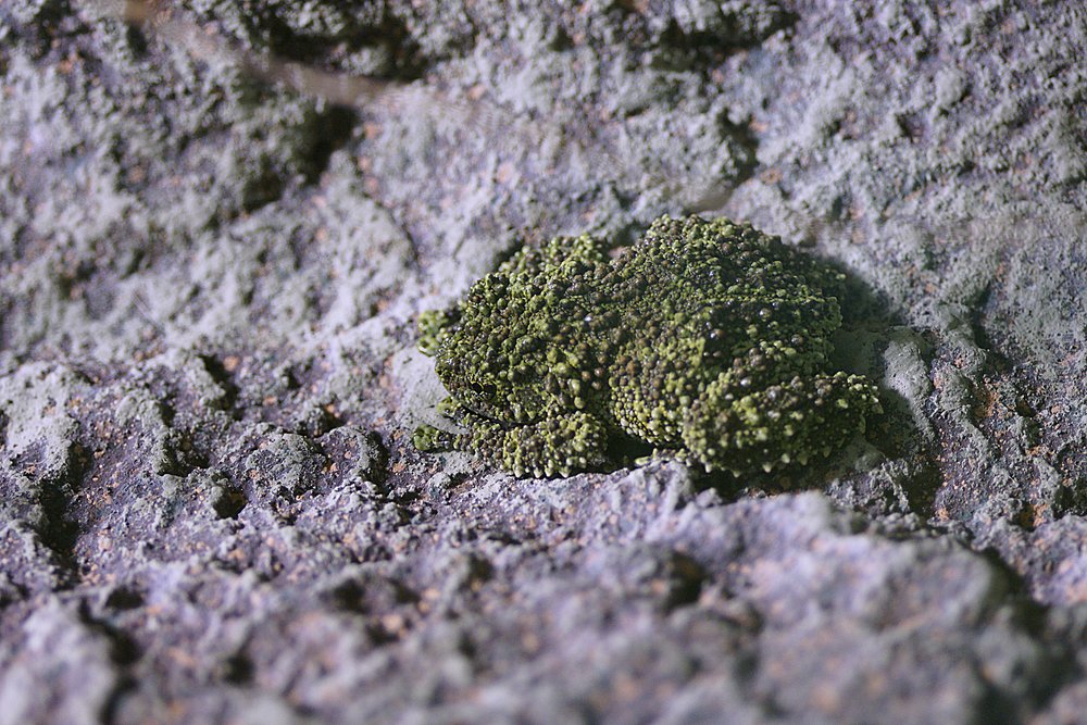 Korallenfingerlaubfrosch.jpg