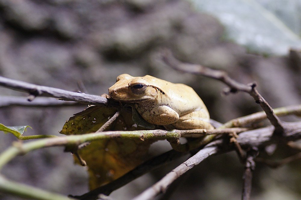 Weissbartruderfrosch.jpg