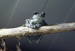 Baumhoehlen-Kroetenlaubfrosch-01.jpg