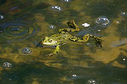 Frosch-003.JPG