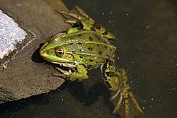 Frosch-005.JPG