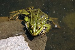 Frosch-006.JPG