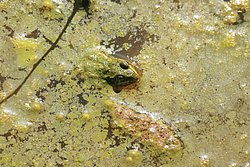Frosch-012.jpg