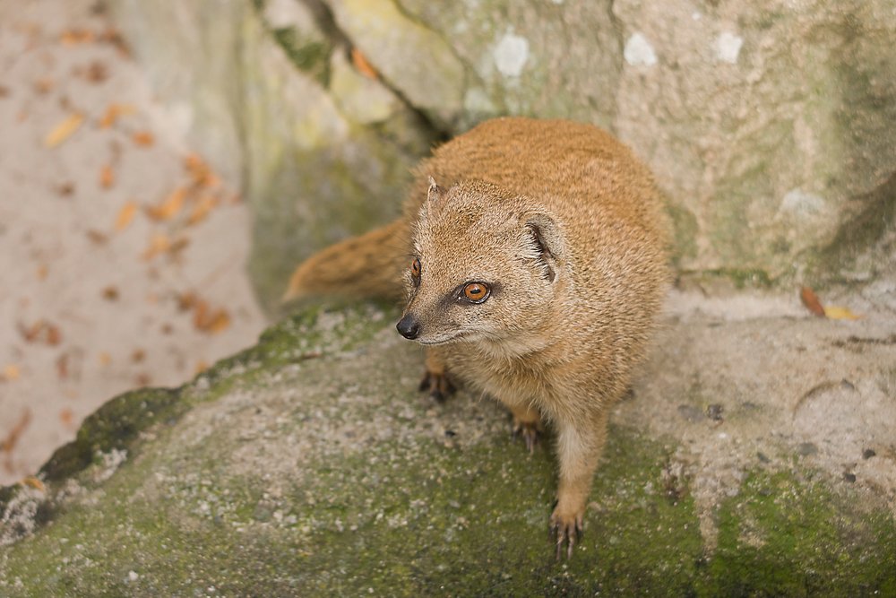 Fuchsmanguste-01.JPG