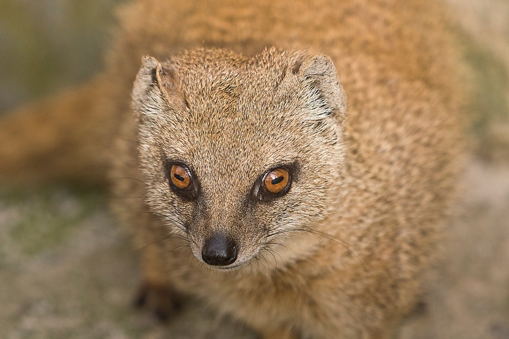 Fuchsmanguste-02.JPG