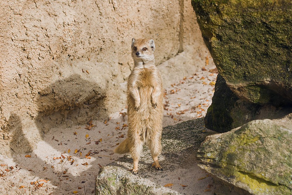 Fuchsmanguste-03.JPG