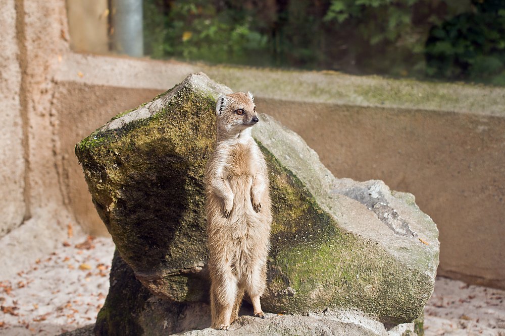 Fuchsmanguste-04.JPG