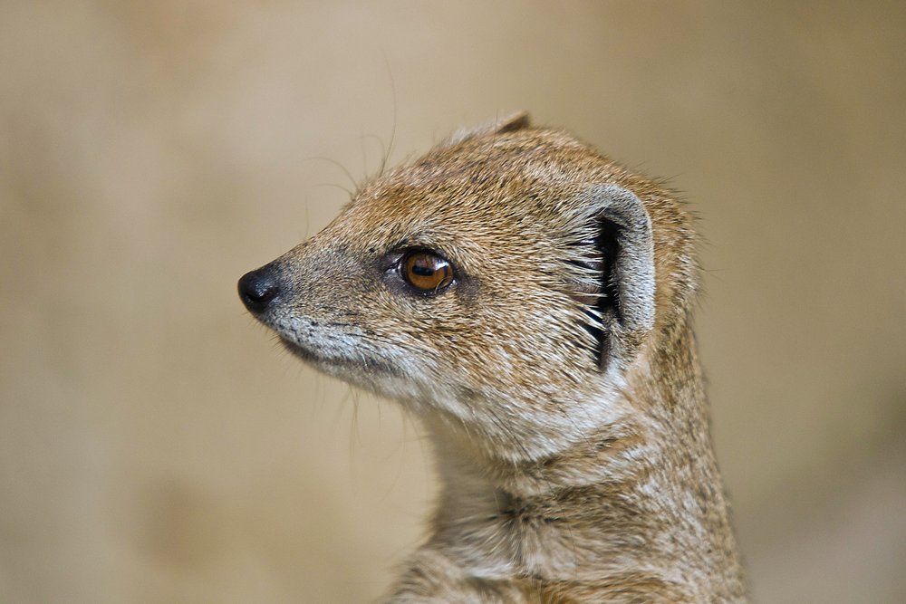 Fuchsmanguste-05.JPG