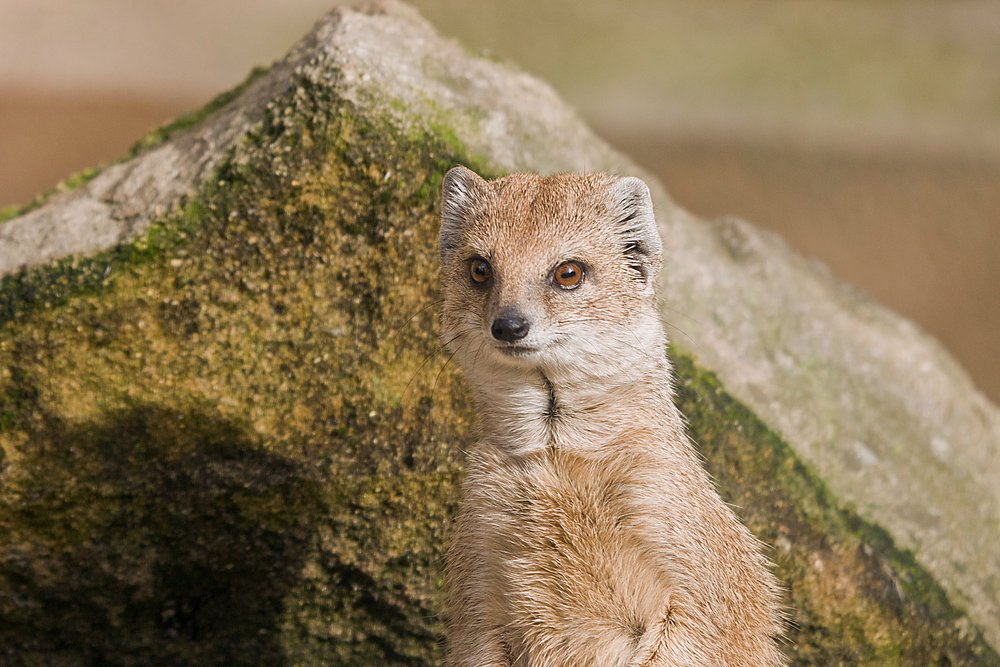 Fuchsmanguste-07.JPG