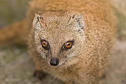 Fuchsmanguste-02.JPG