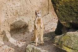 Fuchsmanguste-03.JPG