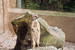 Fuchsmanguste-04.JPG